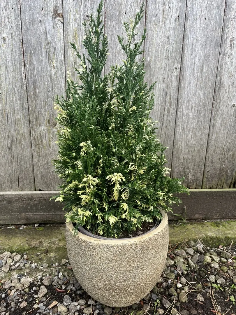 Lawson Cypress 'Fleckellwood' 20/40cm (3L)