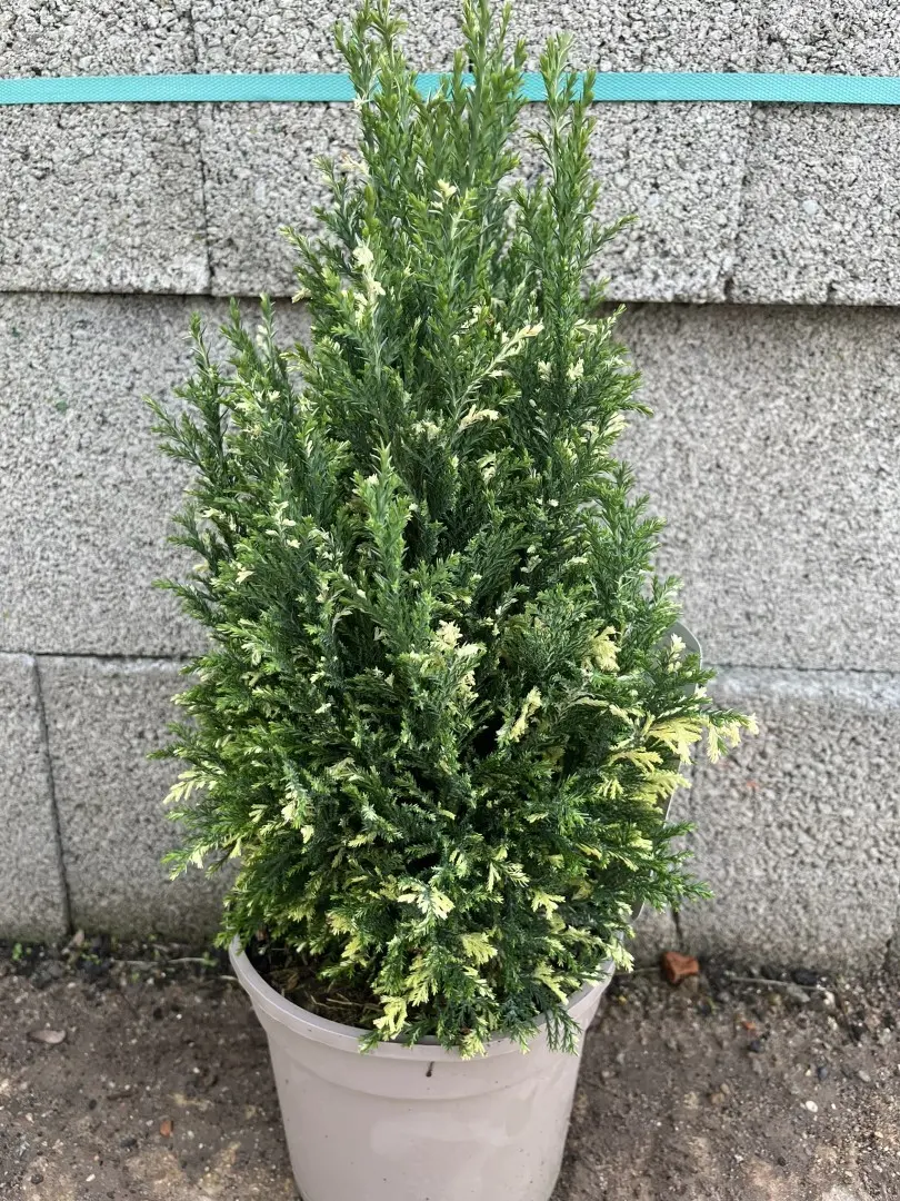 Lawson Cypress 'Fleckellwood' 20/40cm (3L) - Image 2