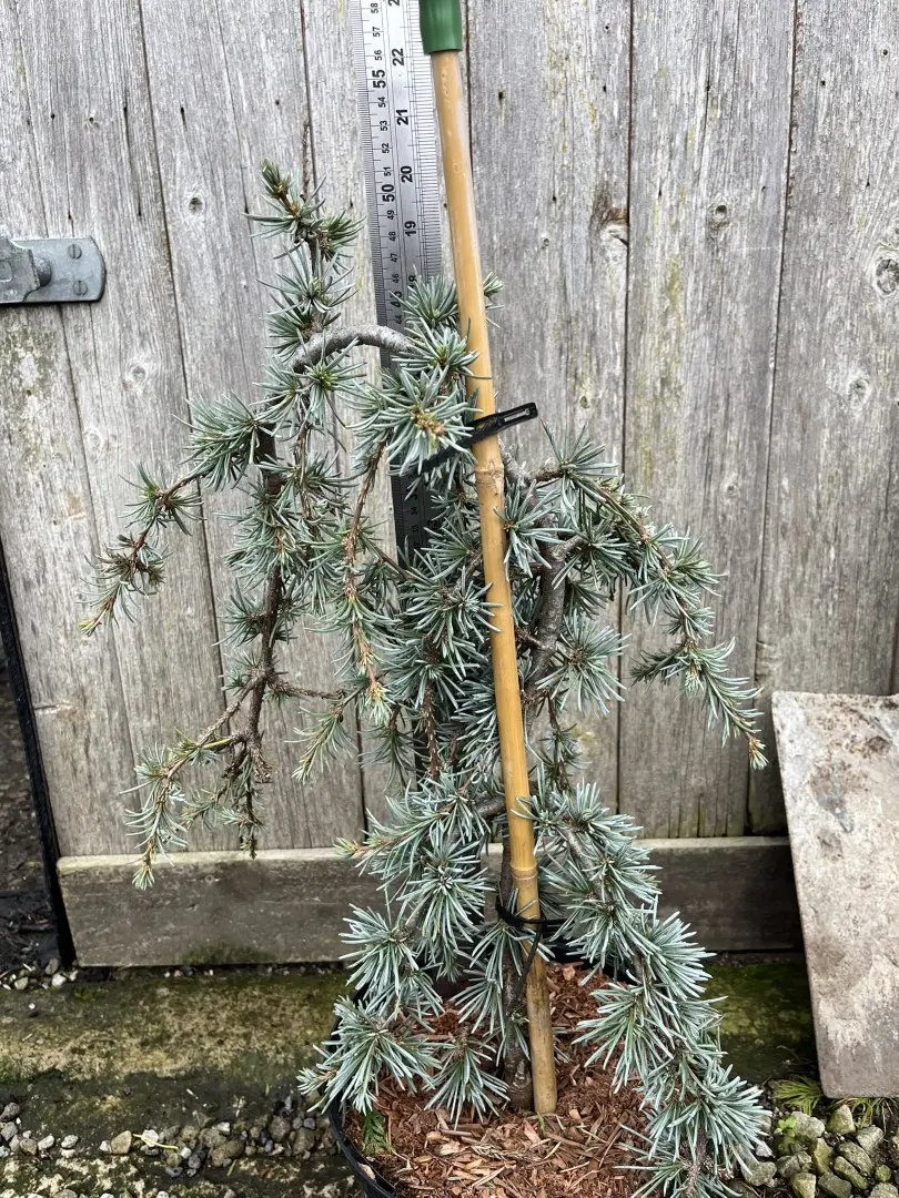 Cedar of Lebanon 'Blue Fountain' 40/60cm (5L) - Image 4
