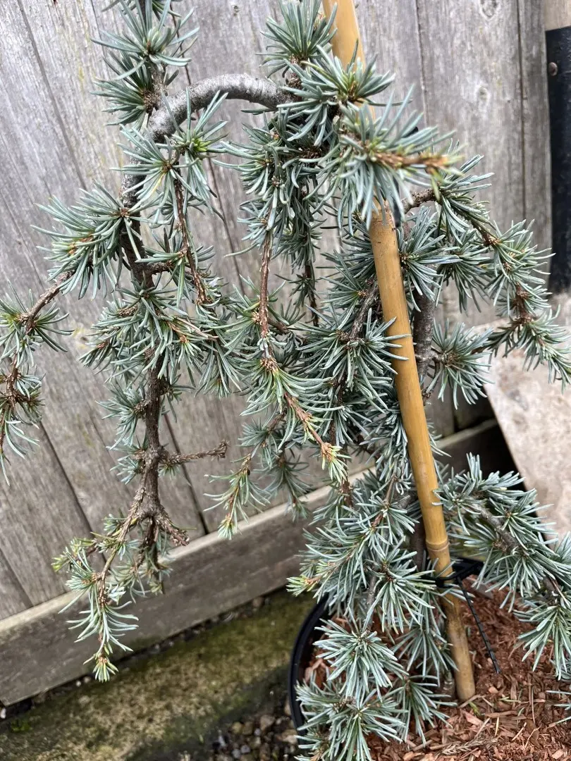 Cedar of Lebanon 'Blue Fountain' 40/60cm (5L) - Image 5