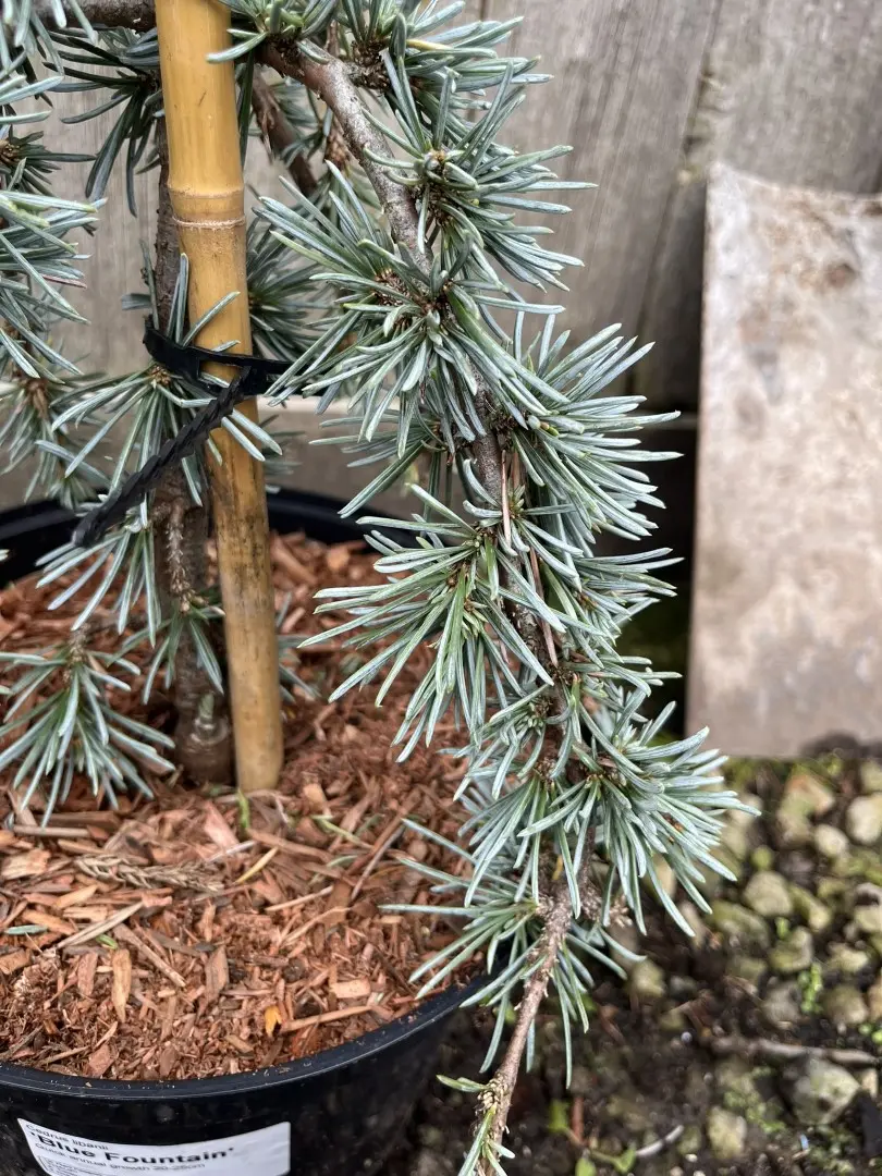 Cedar of Lebanon 'Blue Fountain' 20/40cm (5L) - Image 2