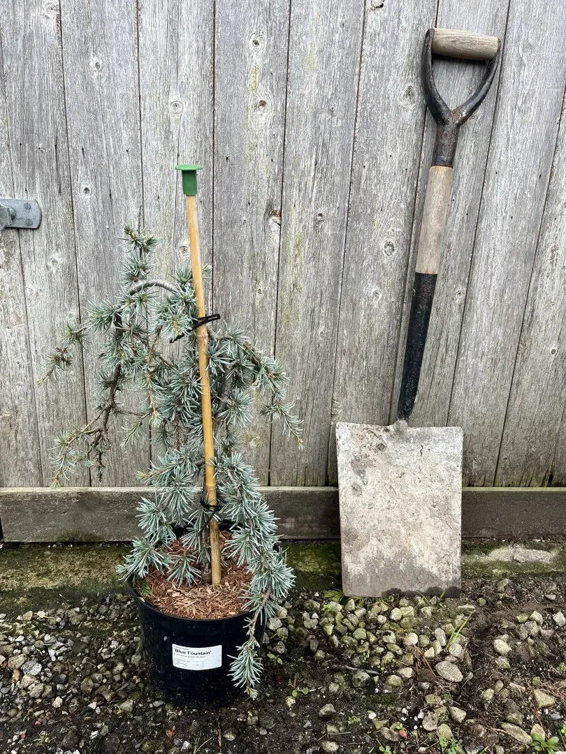 Cedar of Lebanon 'Blue Fountain' 40/60cm (5L) - Image 3