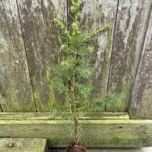 Atlas Cedar 20/40cm (Cell)