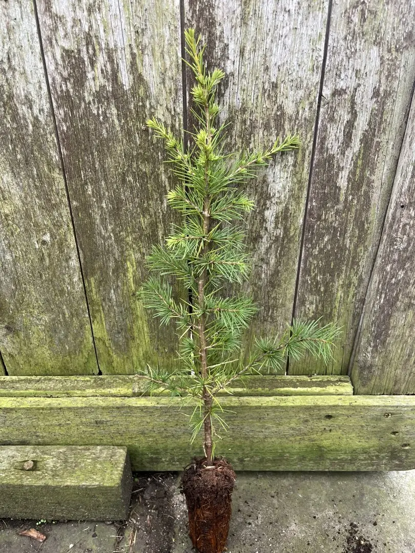 Atlas Cedar 20/40cm (Cell)