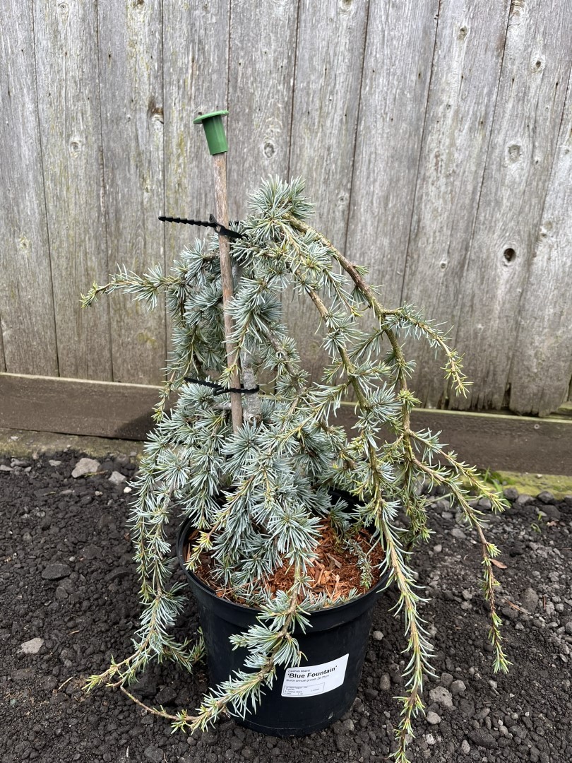 Cedrus libani - Cedar of Lebanon 'Blue Fountain' 4060cm (5L)