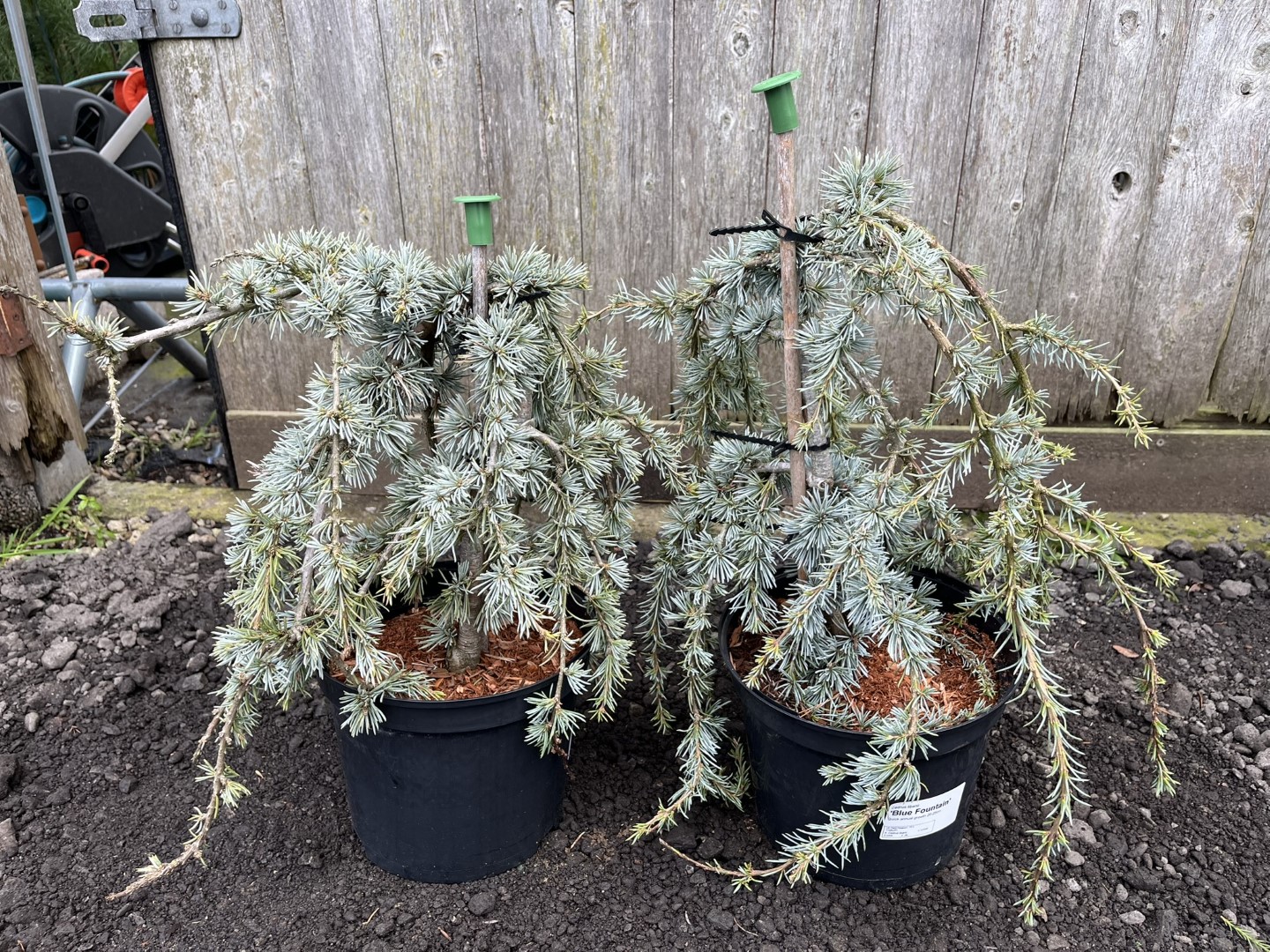 Cedrus libani - Cedar of Lebanon 'Blue Fountain' 4060cm (5L)