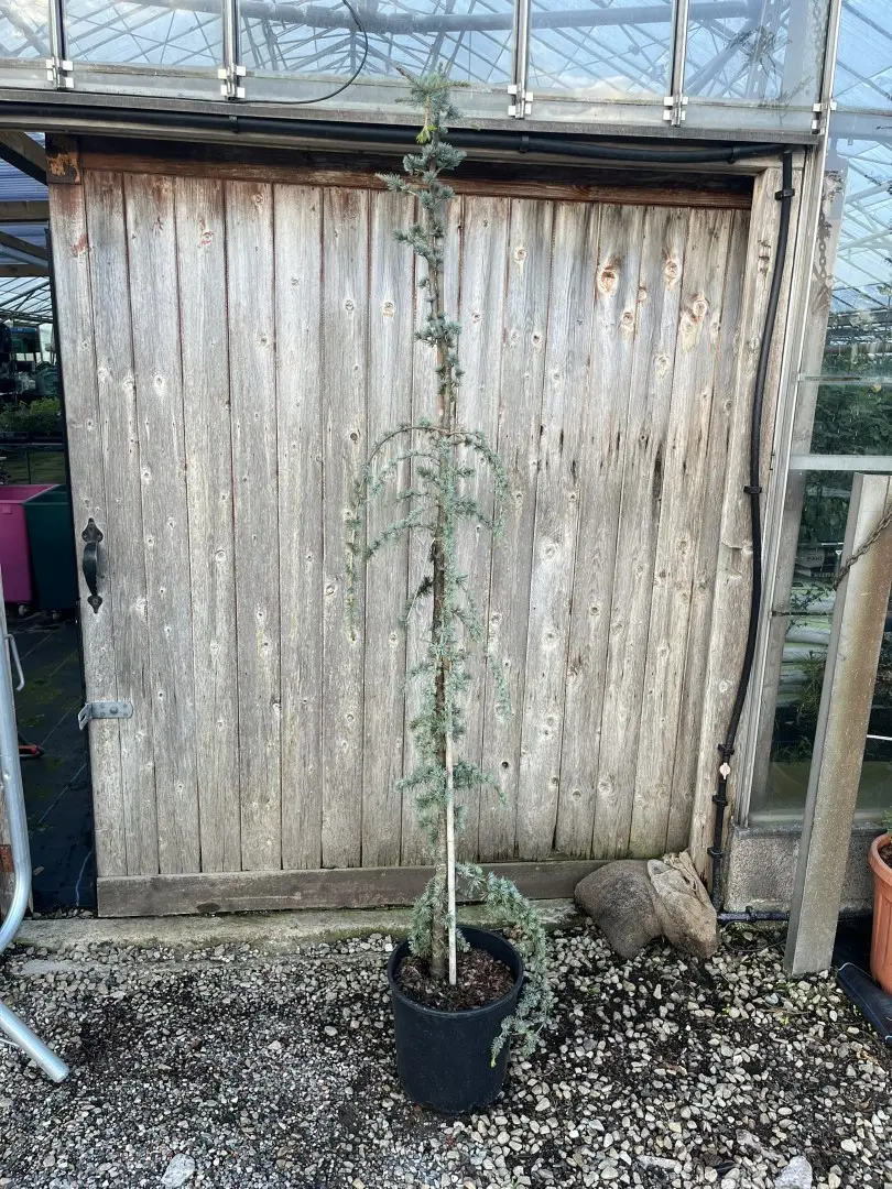Blue Atlas Cedar 'Glauca Pendula' 200/250cm (20L) - Image 2