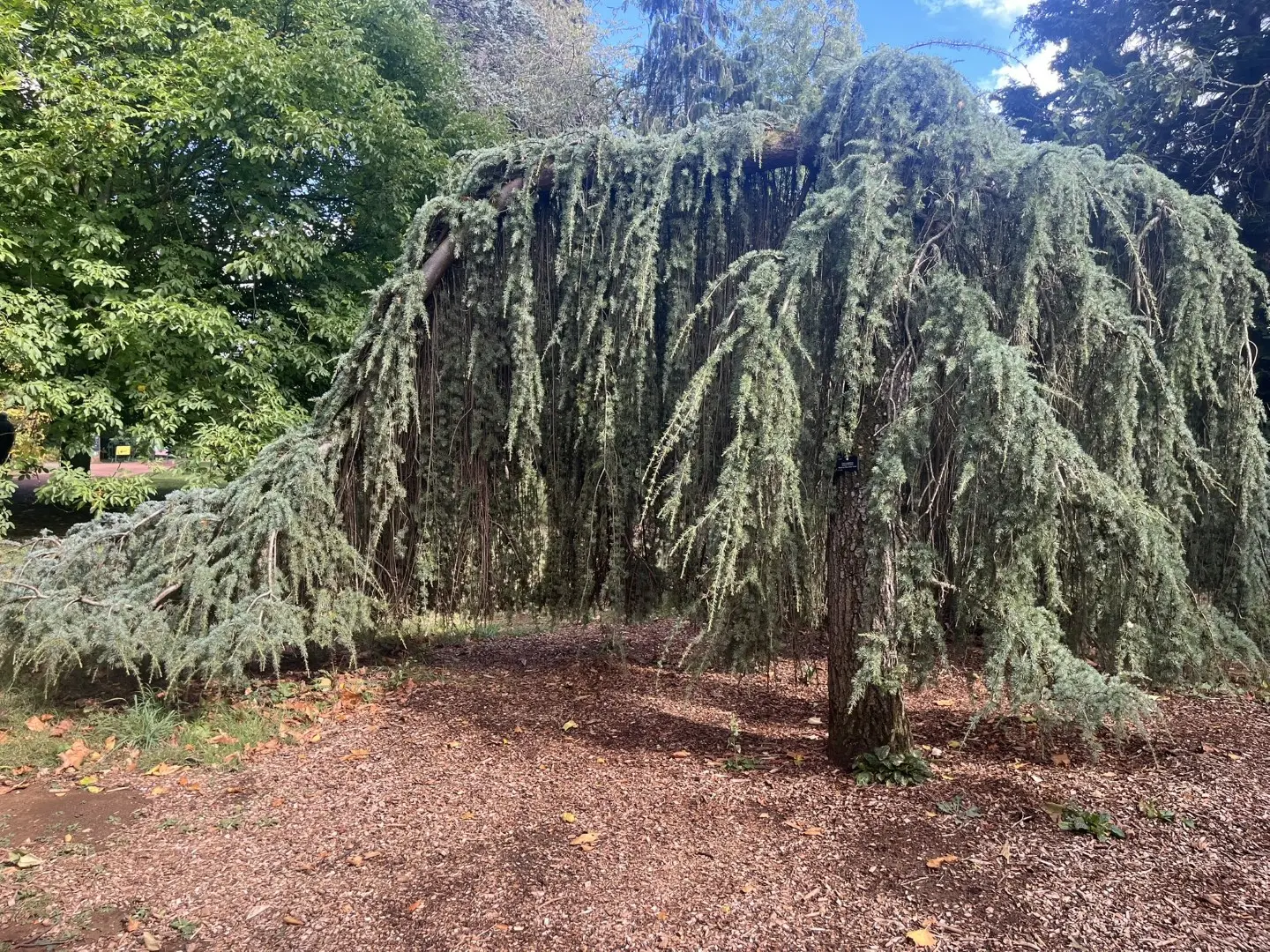 Blue Atlas Cedar 'Glauca Pendula' 80/100cm (5L) - Image 3