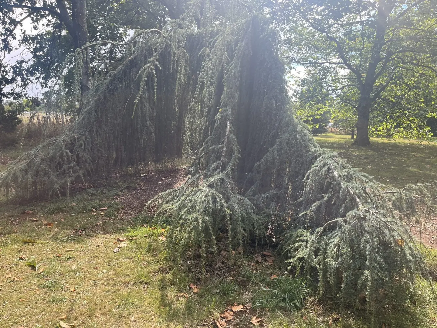 Blue Atlas Cedar 'Glauca Pendula' 80/100cm (5L) - Image 2