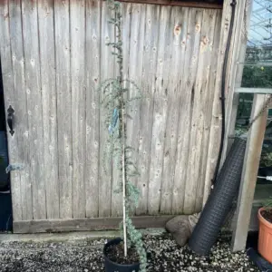 Blue Atlas Cedar 'Glauca Pendula' 200/250cm (20L)