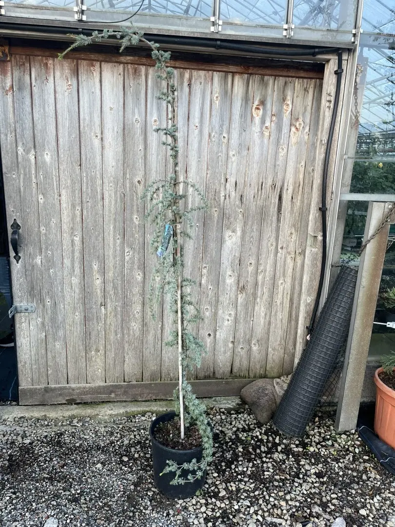 Blue Atlas Cedar 'Glauca Pendula' 200/250cm (20L)