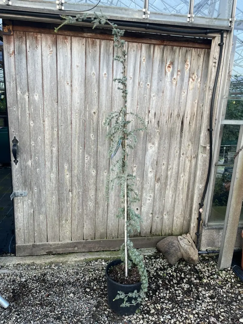 Blue Atlas Cedar 'Glauca Pendula' 200/250cm (20L) - Image 4