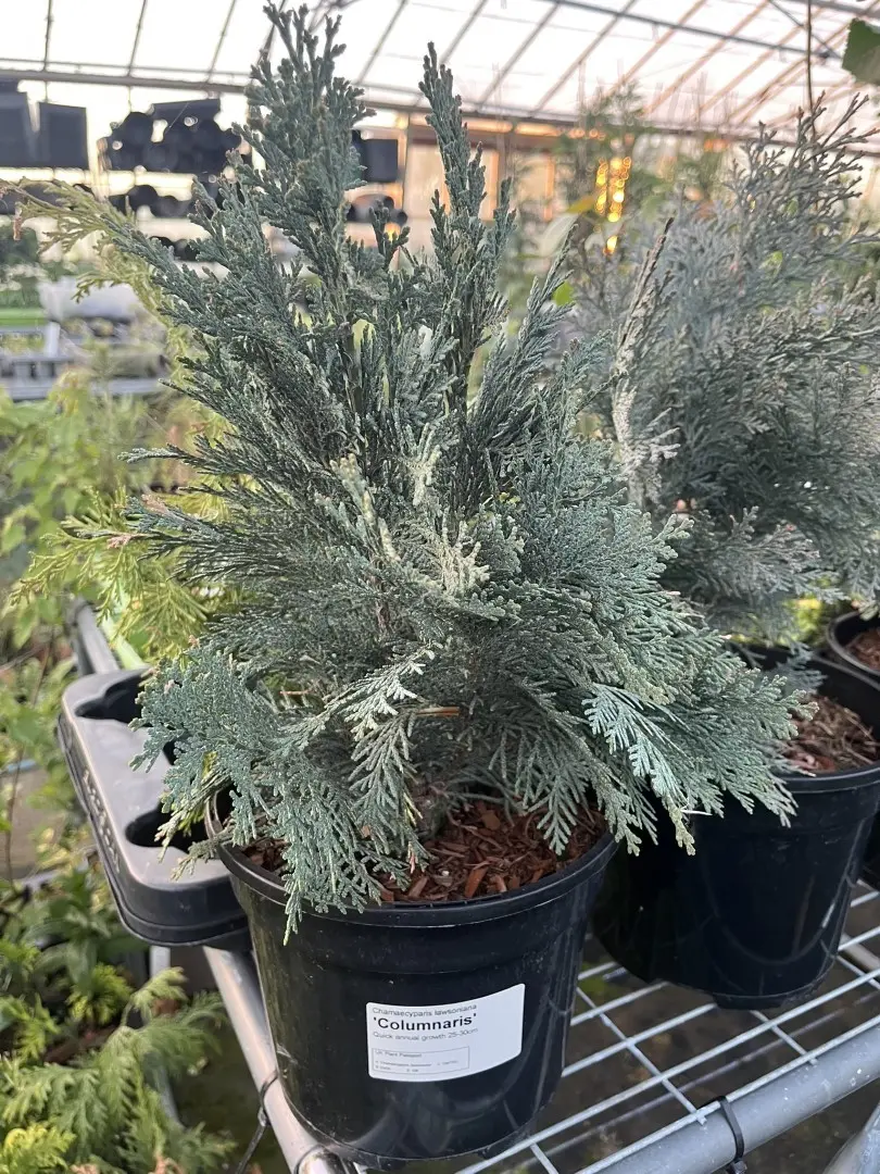 Lawson's cypress 'Columnaris' 20/40cm (3L) - Image 3