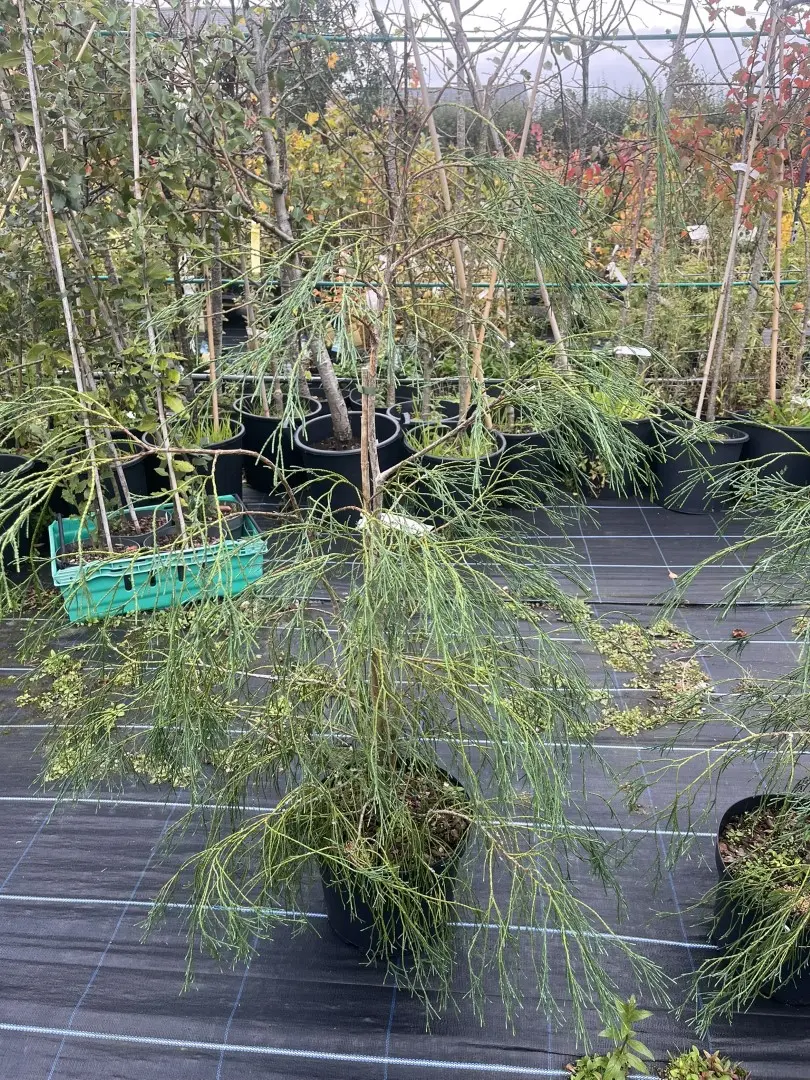 Chamaecyparis lawsoniana - Lawson Cypress 'Drooping Solo'