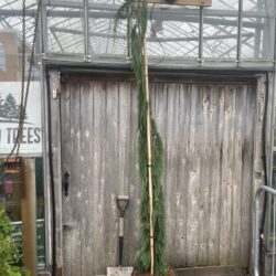 Nootka Cypress 'Moonshot' 200/250cm (30L)