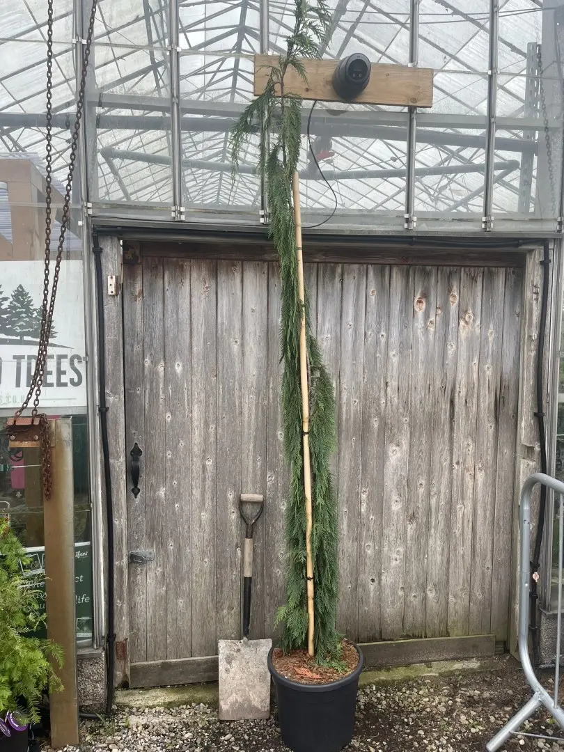 Nootka Cypress 'Moonshot' 200/250cm (30L)