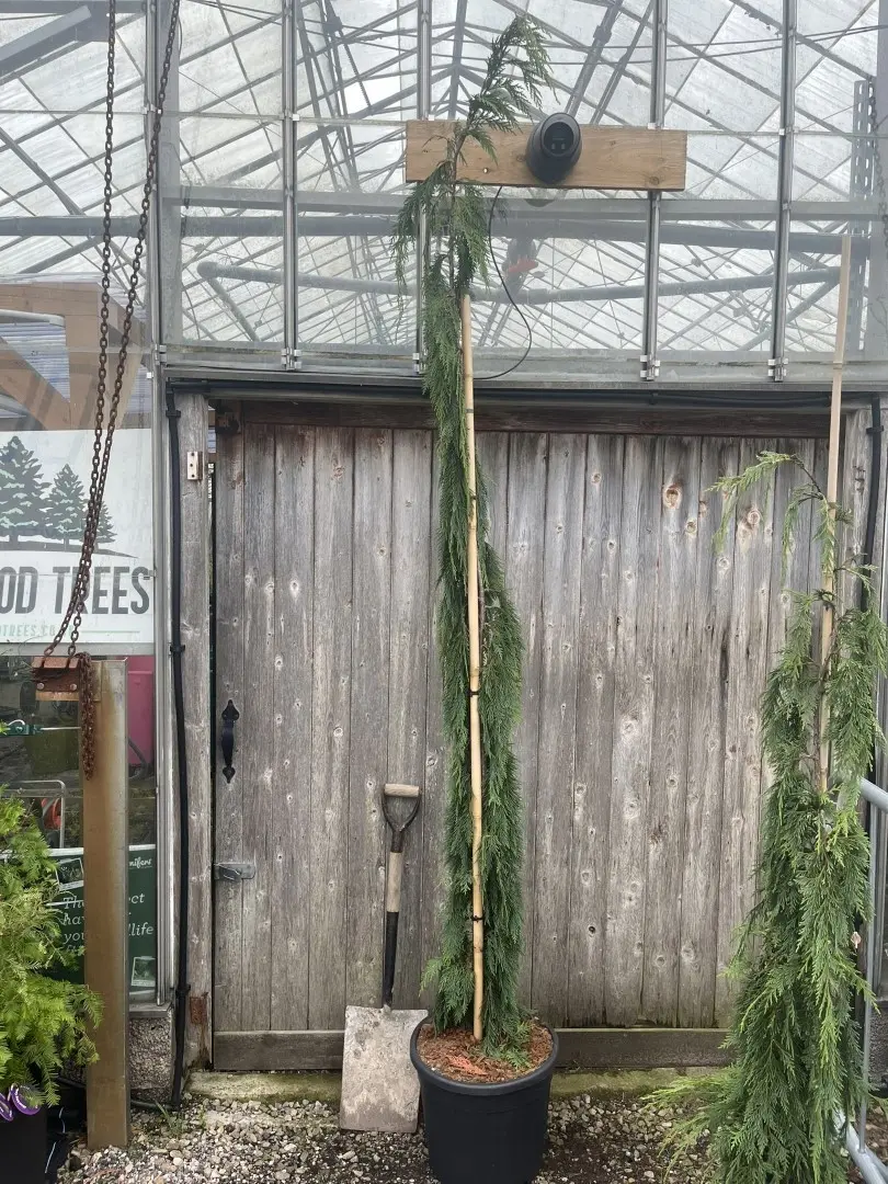 Nootka Cypress 'Moonshot' 200/250cm (30L) - Image 2