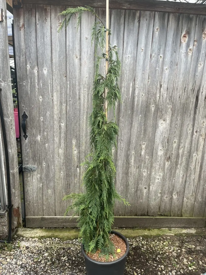 Nootka Cypress 'Strict Weeper' 150/175cm (20L)