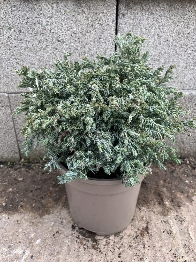 Sawara Cypress 'Curly Top' 20/40cm (3L) - Image 2