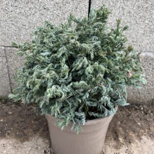 Sawara Cypress 'Curly Top' 20/40cm (3L)