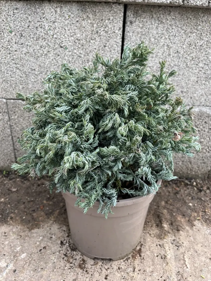 Sawara Cypress 'Curly Top' 20/40cm (3L)