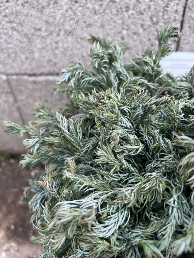 Sawara Cypress 'Curly Top' 20/40cm (3L) - Image 3
