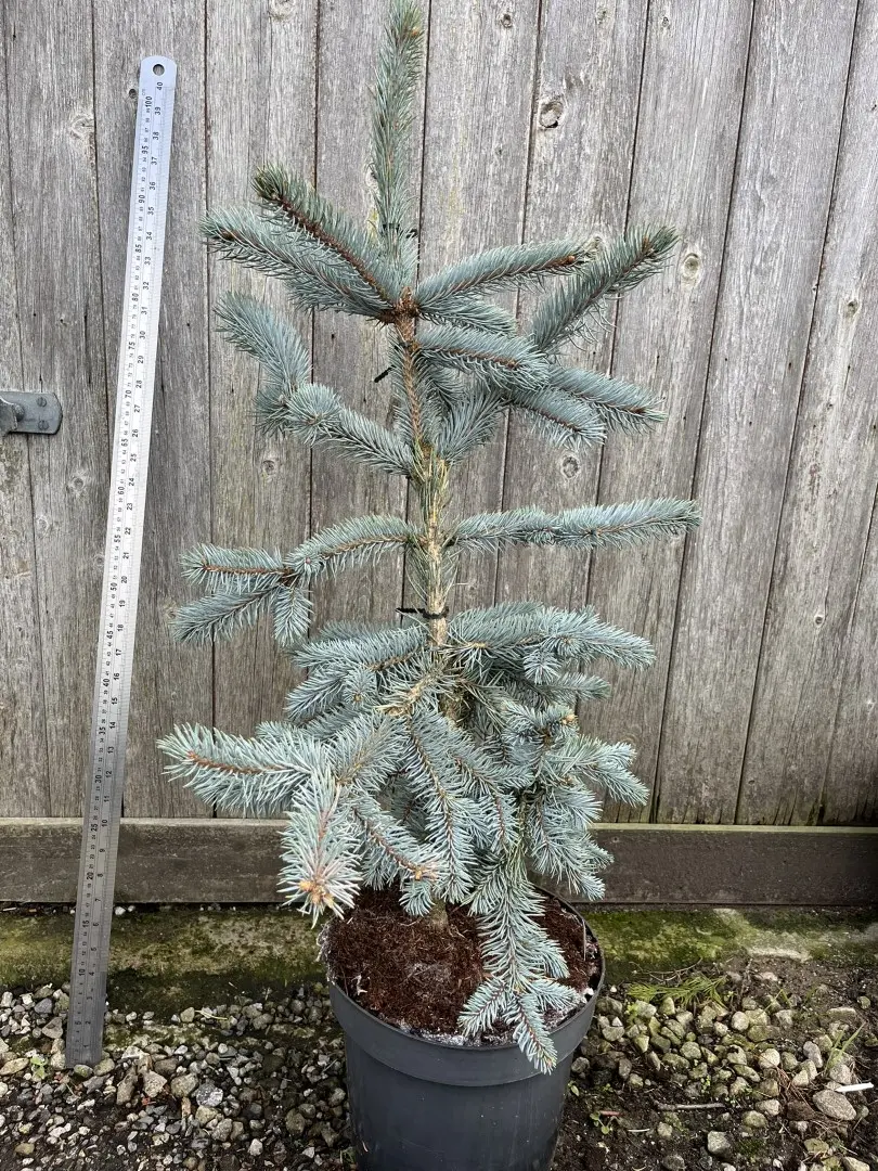Colorado Blue Spruce 'Hoopsii' 80/100cm (7L) - Image 2