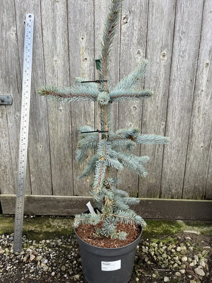 Colorado Blue Spruce 'Hoopsii' 80/100cm (7L)