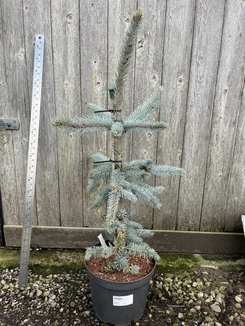 Colorado Blue Spruce 'Hoopsii' 80/100cm (7L) - Image 4