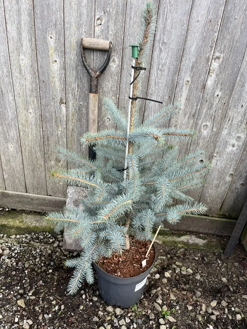 Colorado Blue Spruce 'Hoopsii' 80/100cm (7L) - Image 6