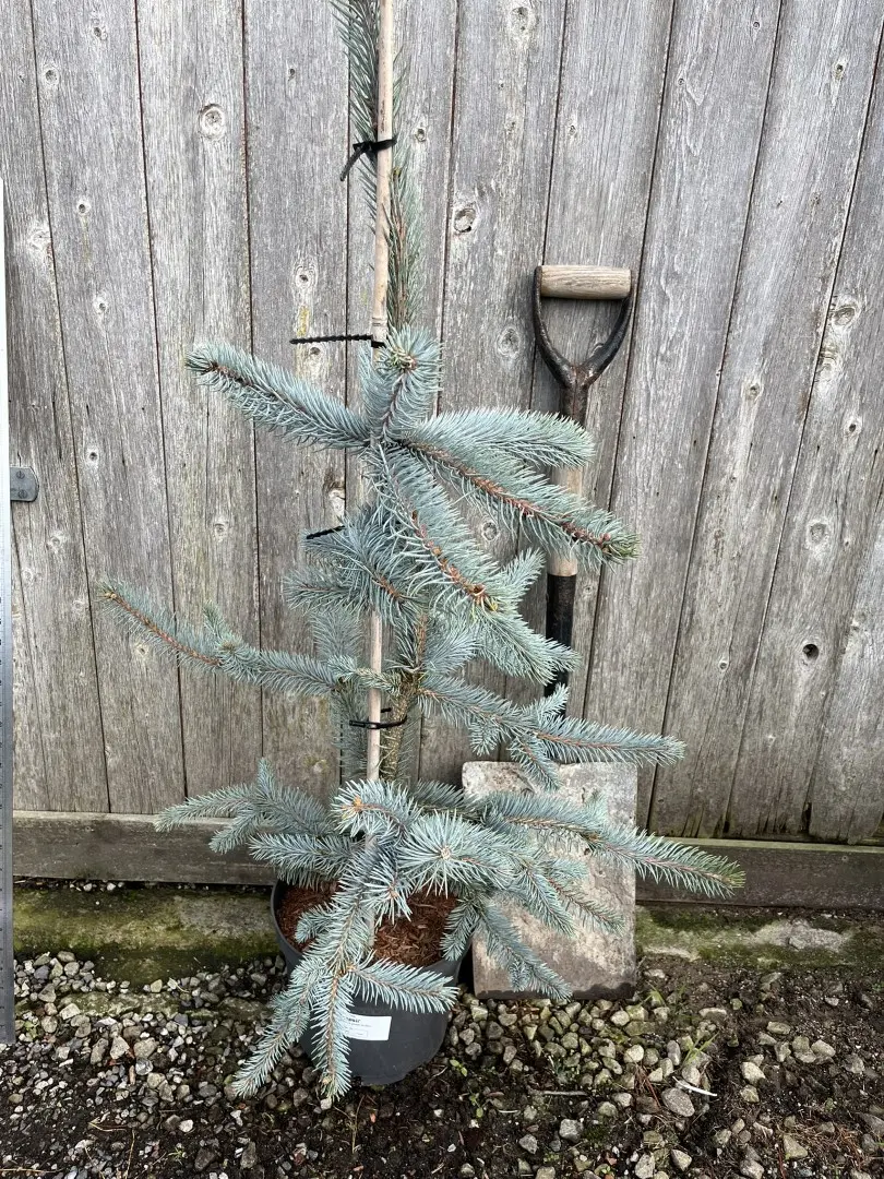 Colorado Blue Spruce 'Hoopsii' 80/100cm (7L) - Image 3