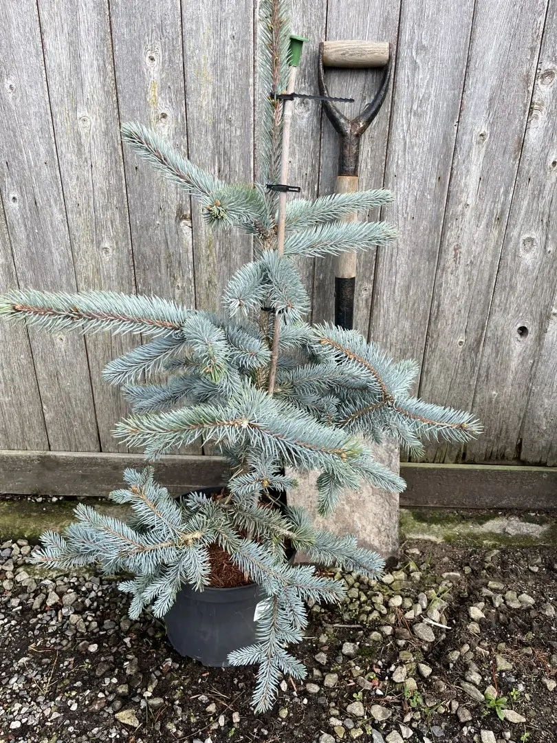 Colorado Blue Spruce 'Hoopsii' 80/100cm (7L) - Image 5