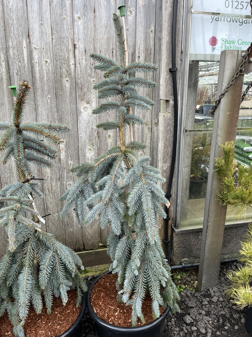 Colorado Blue Spruce 'The Blues' 80100cm (20L)