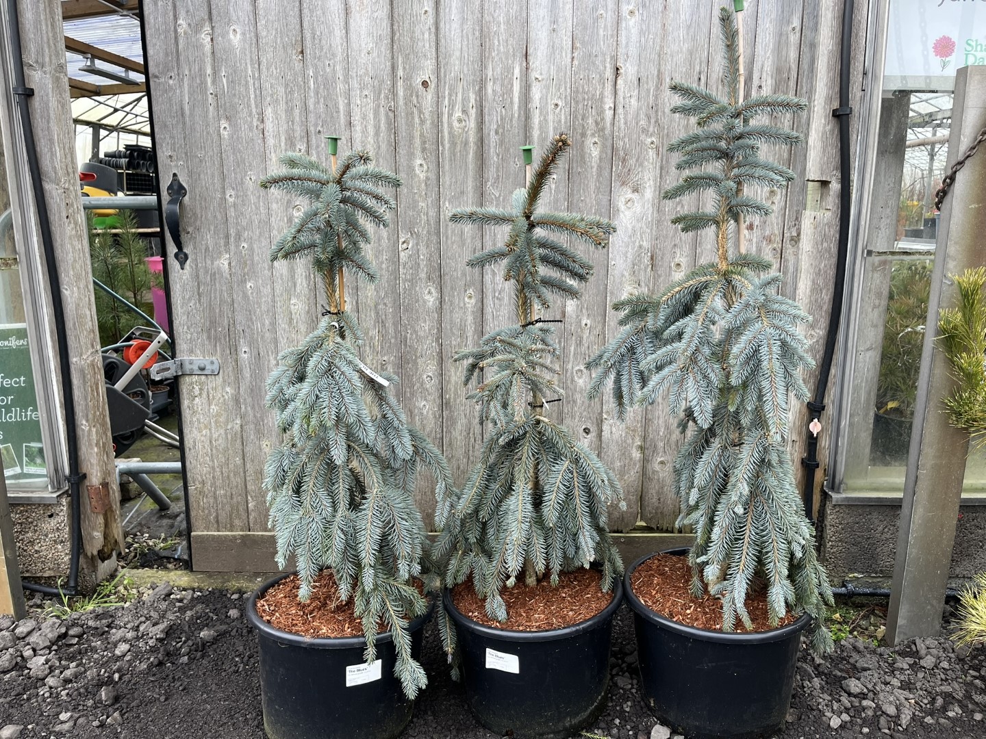 Colorado Blue Spruce 'The Blues' 80100cm (20L)