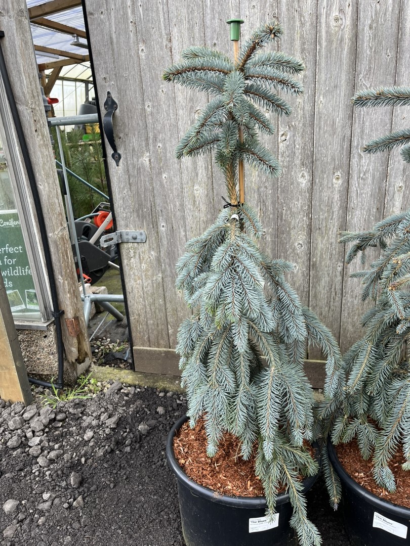 Colorado Blue Spruce 'The Blues' 80100cm (20L)