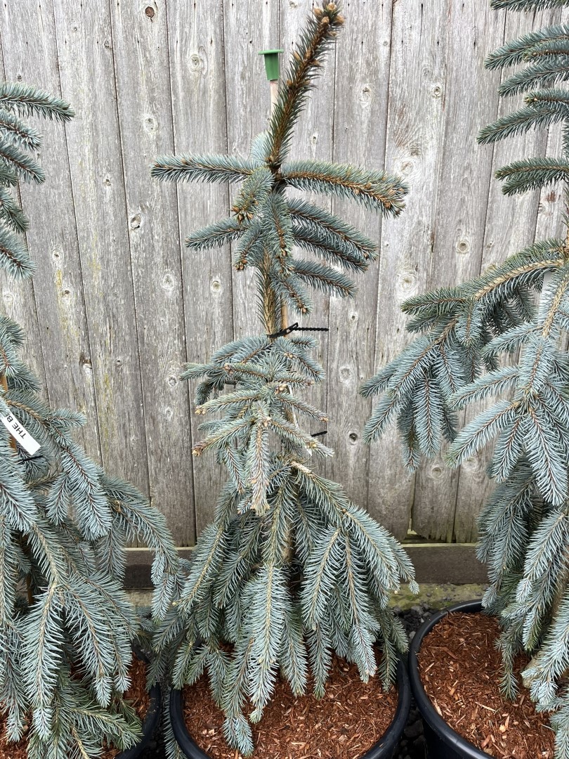 Colorado Blue Spruce 'The Blues' 80100cm (20L)