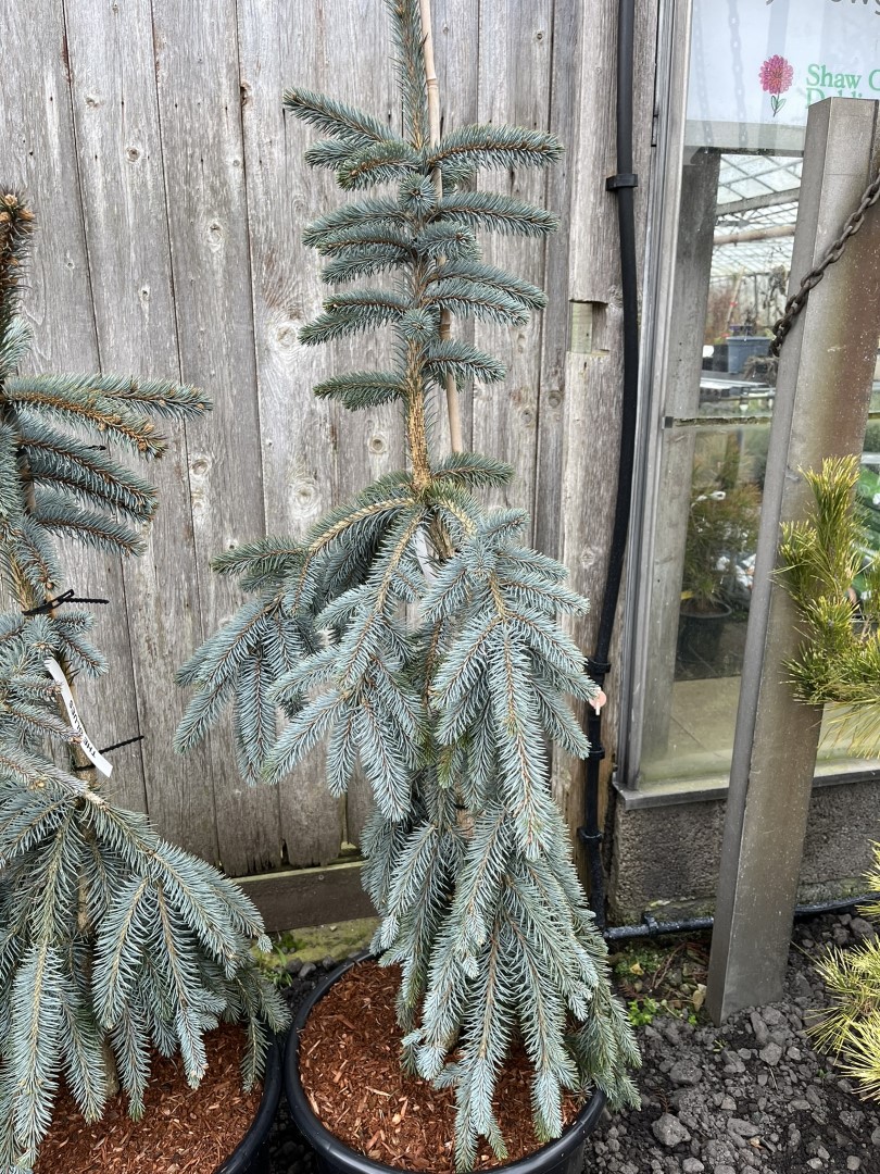 Colorado Blue Spruce 'The Blues' 80100cm (20L)