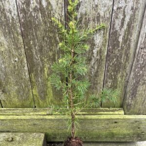 Common Juniper Bush 20/40cm (Cell)