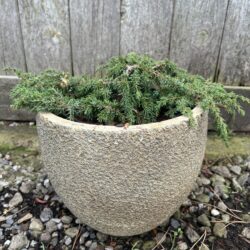 Common Juniper 'Green Carpet' 10/20cm (3L)