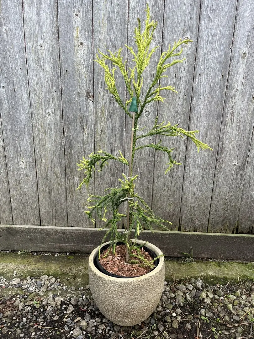 Japanese Red Cedar 'Kyara Gold' 80/100cm (3L)