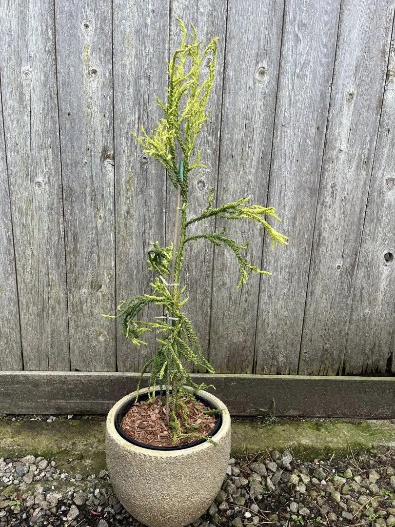 Japanese Red Cedar 'Kyara Gold' 80/100cm (3L) - Image 2