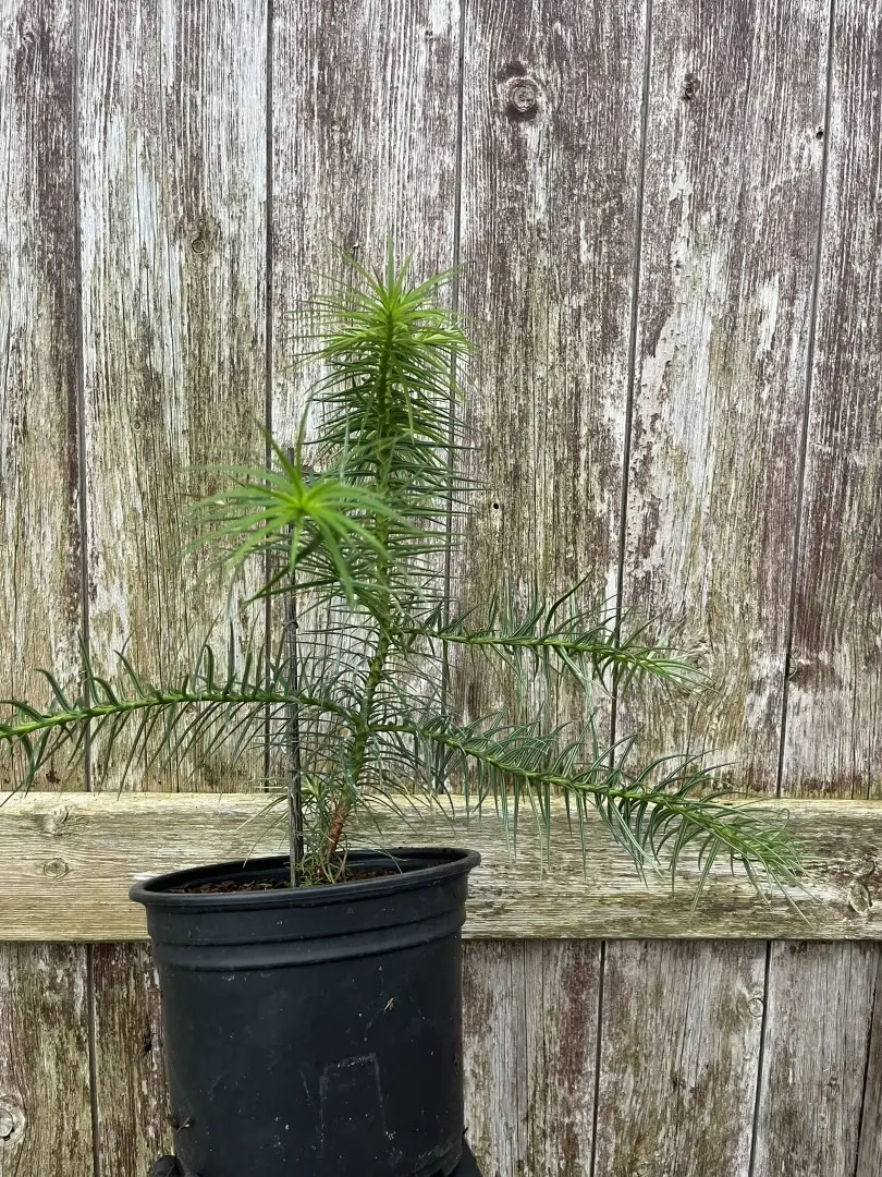 China Fir 20/40cm (2L) - Image 2