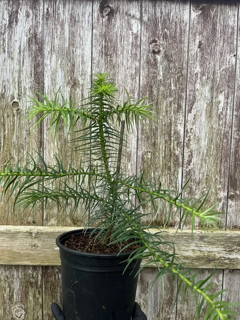 China Fir 20/40cm (2L)