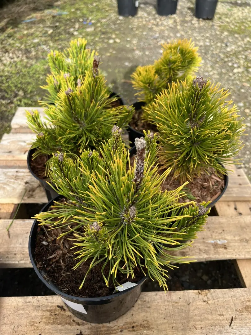 Dwarf Mountain Pine 'Carsten' 10/20cm (2L) - Image 6