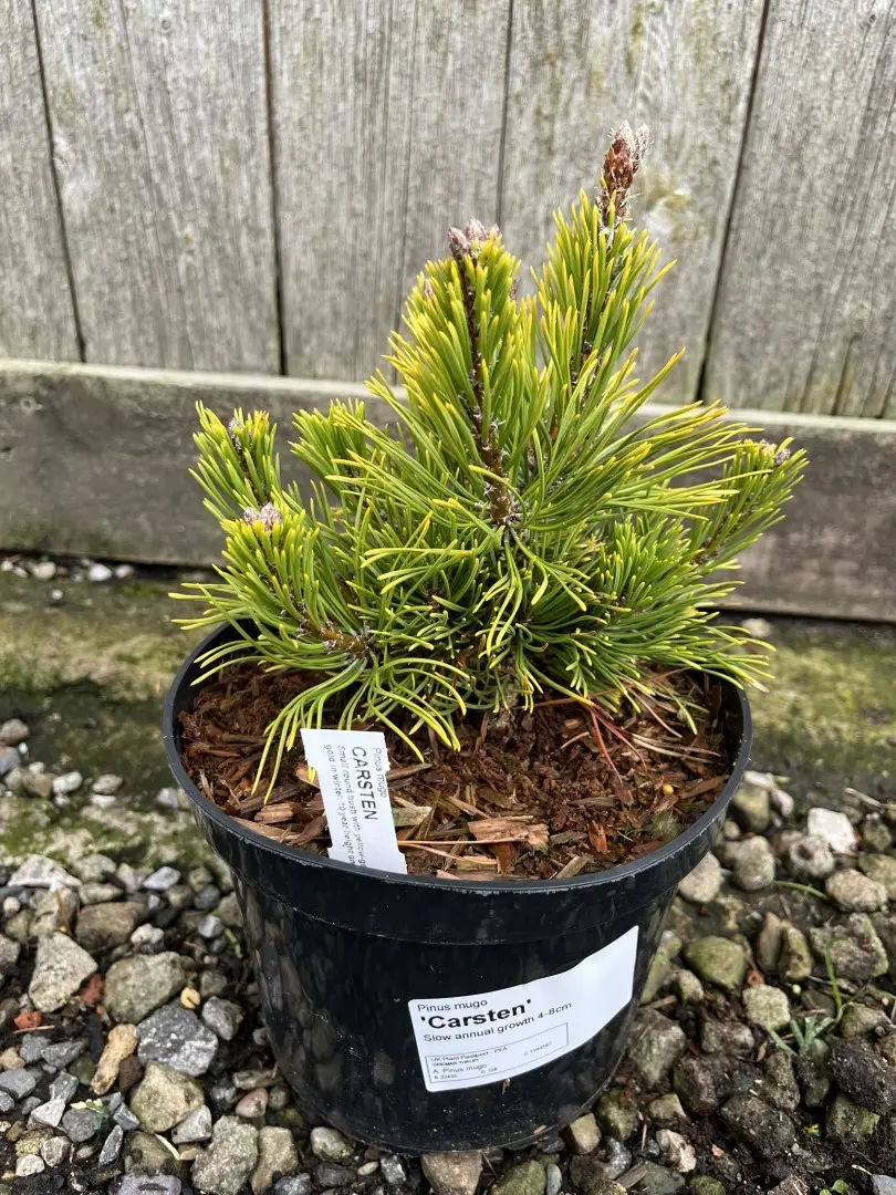Dwarf Mountain Pine 'Carsten' 10/20cm (2L)