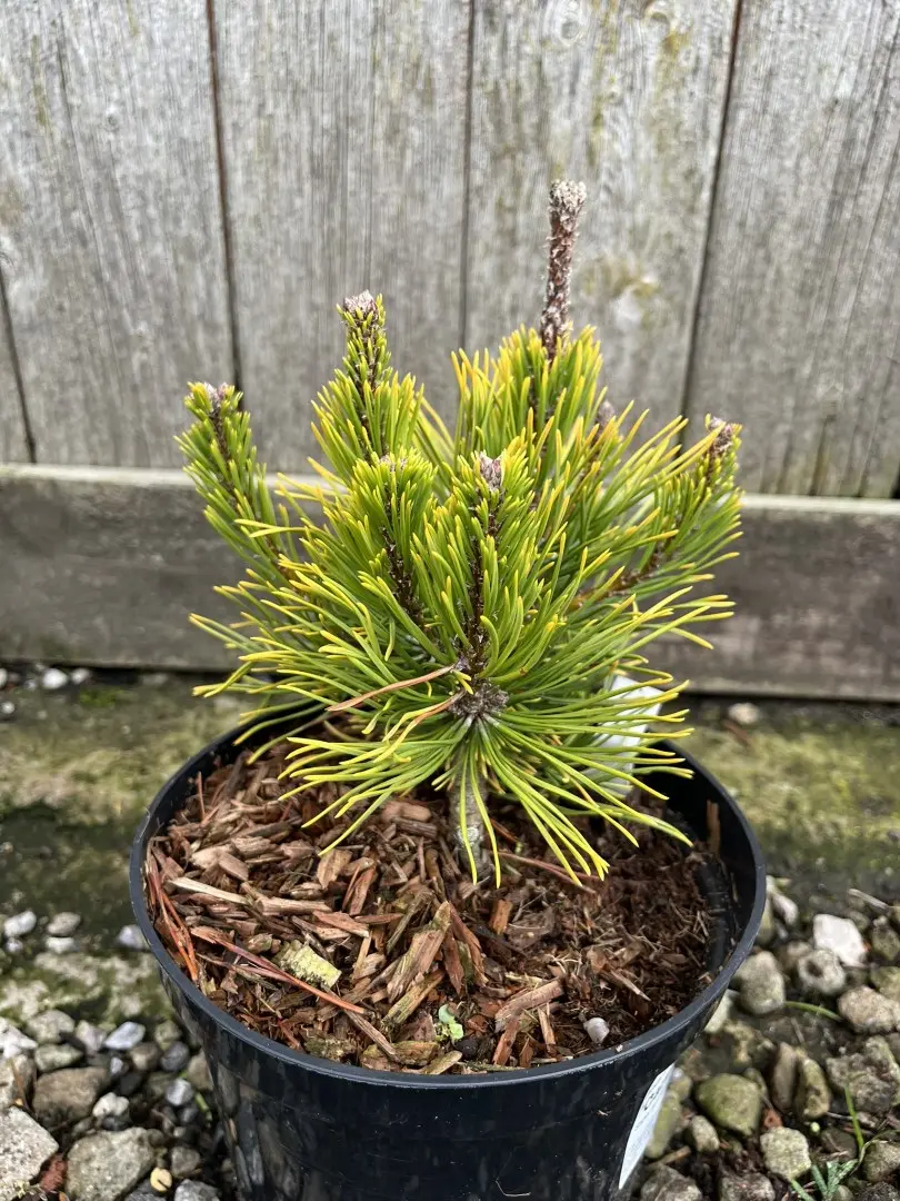 Dwarf Mountain Pine 'Carsten' 10/20cm (2L) - Image 8