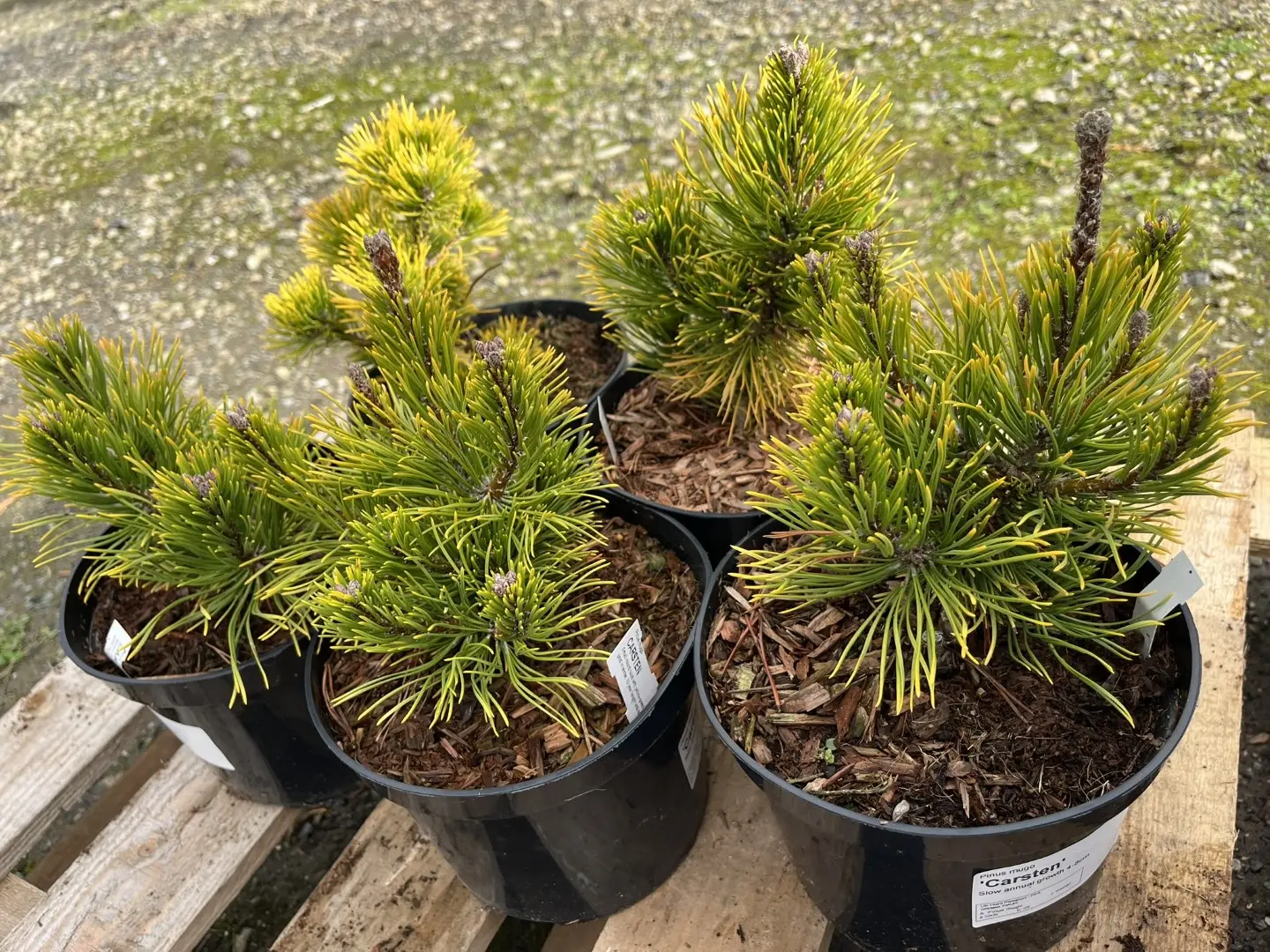 Dwarf Mountain Pine 'Carsten' 10/20cm (2L) - Image 7