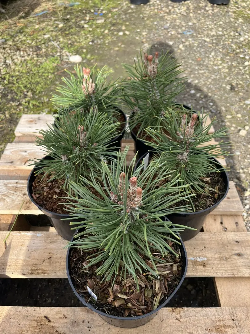 Dwarf Mountain 'Colombo' 10/20cm (2L) - Image 3