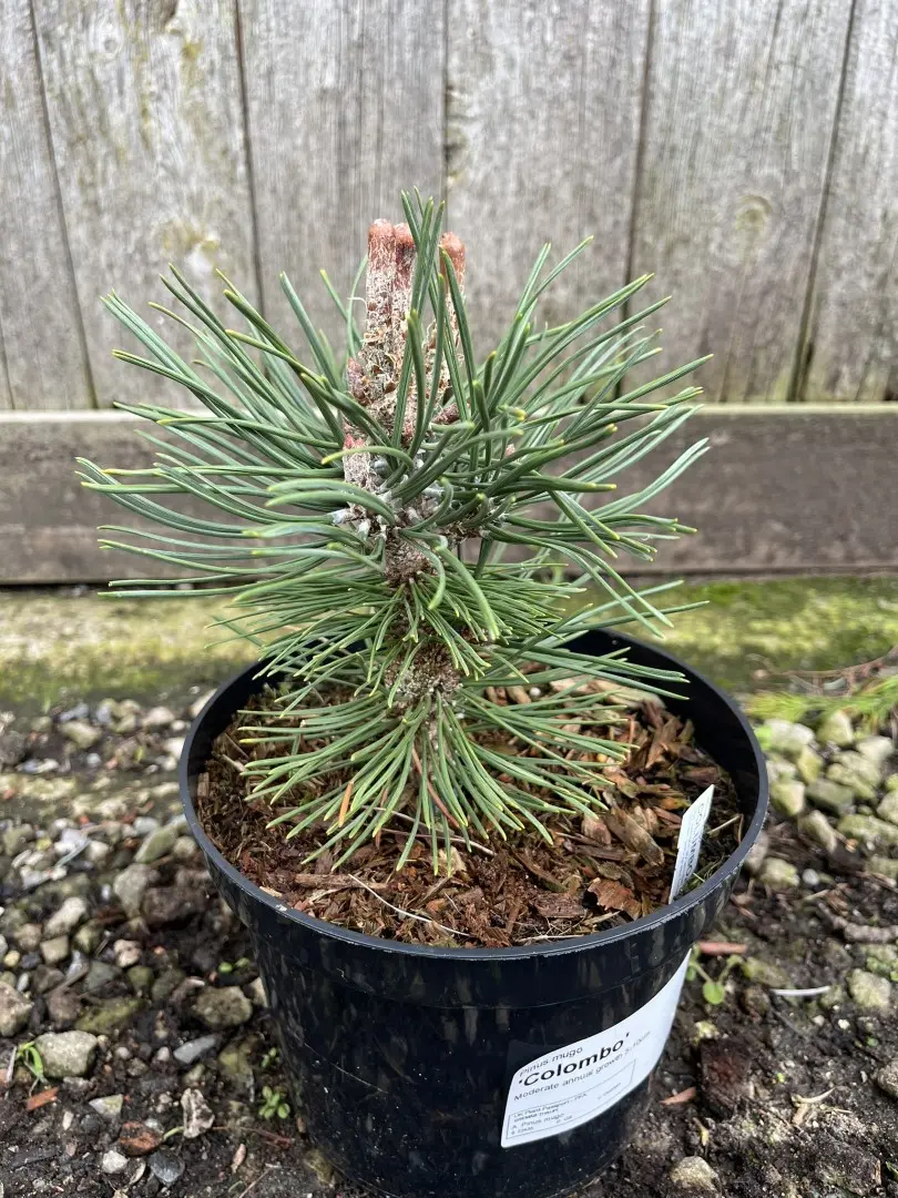 Dwarf Mountain 'Colombo' 10/20cm (2L)