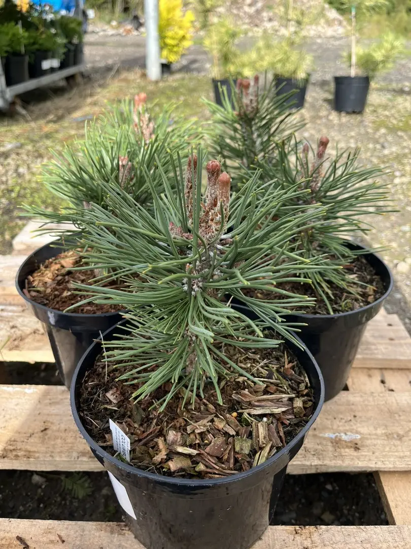 Dwarf Mountain 'Colombo' 10/20cm (2L) - Image 4